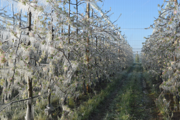 Lutte contre le gel par aspersion en verger de pommier. CTIFL Lanxade (24) : 7 avril 2021